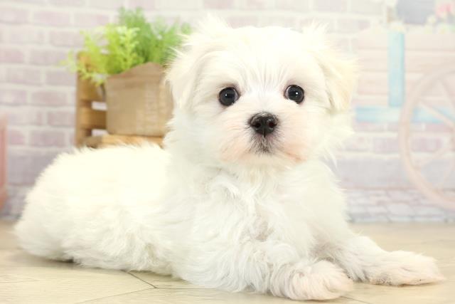 三重県のマルチーズ (Coo&RIKU津高茶屋店/2025年11月16日生まれ/男の子/ホワイト)の子犬の2枚目の画像