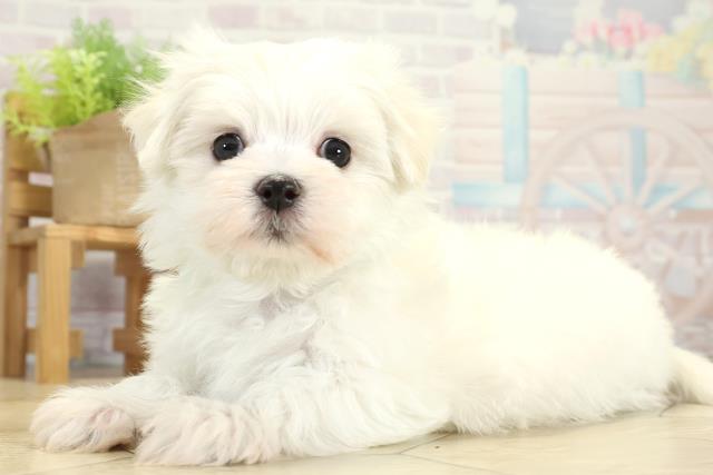 三重県のマルチーズ (Coo&RIKU津高茶屋店/2025年11月16日生まれ/男の子/ホワイト)の子犬の3枚目の画像