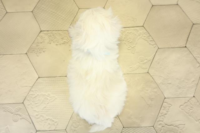 三重県のマルチーズ (Coo&RIKU津高茶屋店/2025年11月16日生まれ/男の子/ホワイト)の子犬の4枚目の画像