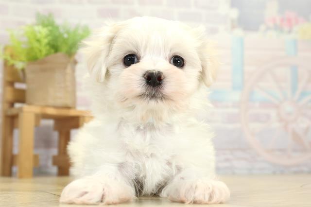 岐阜県のマルチーズ (Coo&RIKU岐阜店/2025年11月16日生まれ/男の子/ホワイト)の子犬の1枚目の画像