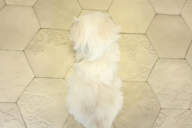 岐阜県のマルチーズ (Coo&RIKU岐阜店/2025年11月16日生まれ/男の子/ホワイト)の子犬の4枚目の画像