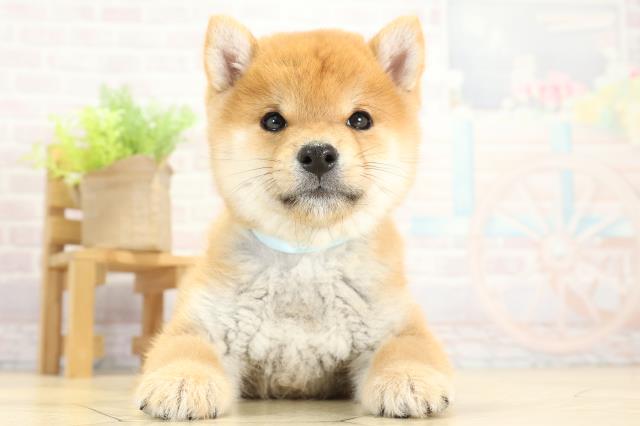 岐阜県の豆柴 (Coo&RIKU岐南店/2025年11月15日生まれ/男の子/赤)の子犬の1枚目の画像