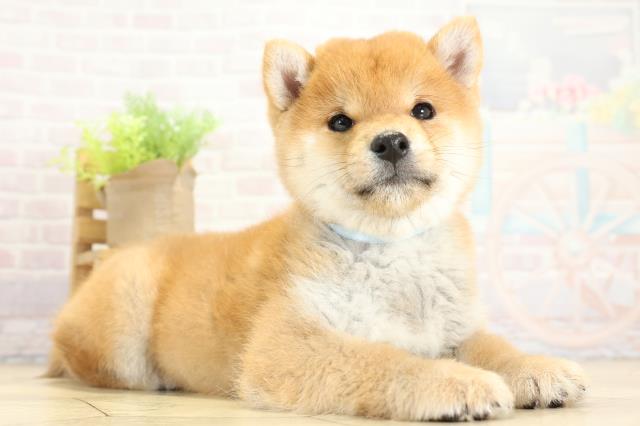 岐阜県の豆柴 (Coo&RIKU岐南店/2025年11月15日生まれ/男の子/赤)の子犬の2枚目の画像