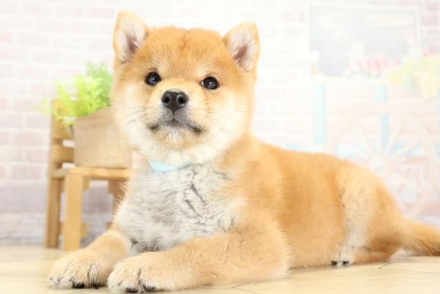 岐阜県の豆柴 (Coo&RIKU岐南店/2025年11月15日生まれ/男の子/赤)の子犬の3枚目の画像