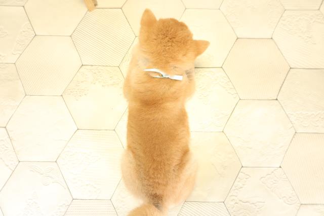 岐阜県の豆柴 (Coo&RIKU岐南店/2025年11月15日生まれ/男の子/赤)の子犬の4枚目の画像