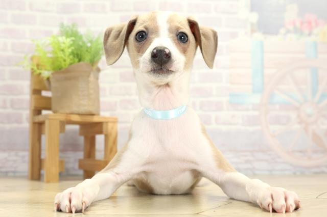 愛知県のイタリアングレーハウンド (Coo&RIKU春日井店/2025年11月16日生まれ/男の子/フォーンホワイト)の子犬の1枚目の画像