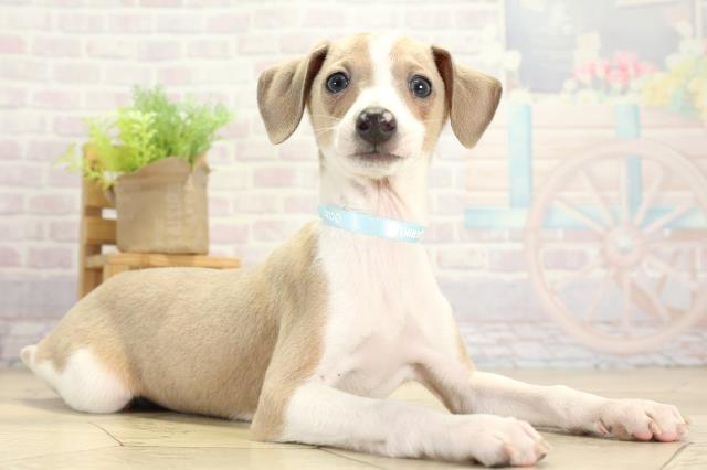 愛知県のイタリアングレーハウンド (Coo&RIKU春日井店/2025年11月16日生まれ/男の子/フォーンホワイト)の子犬の2枚目の画像