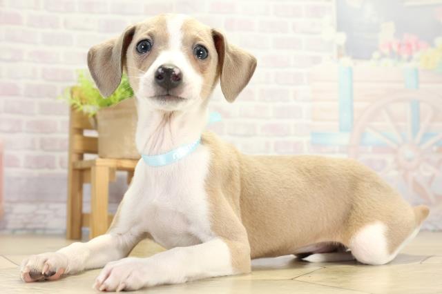 愛知県のイタリアングレーハウンド (Coo&RIKU春日井店/2025年11月16日生まれ/男の子/フォーンホワイト)の子犬の3枚目の画像