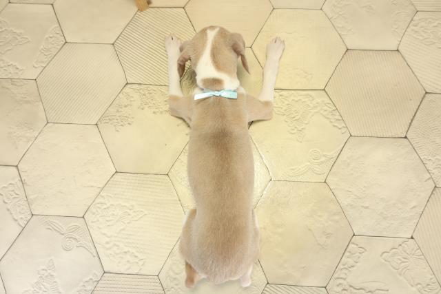 愛知県のイタリアングレーハウンド (Coo&RIKU春日井店/2025年11月16日生まれ/男の子/フォーンホワイト)の子犬の4枚目の画像