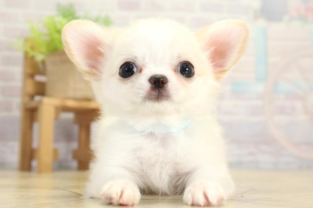 愛知県のチワワ(ロング) (Coo&RIKU瀬港線守山店/2025年11月14日生まれ/男の子/ホワイトクリーム)の子犬の1枚目の画像