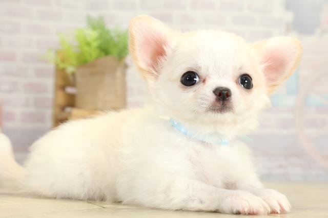 愛知県のチワワ(ロング) (Coo&RIKU瀬港線守山店/2025年11月14日生まれ/男の子/ホワイトクリーム)の子犬の2枚目の画像