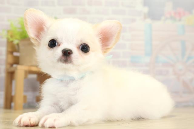 愛知県のチワワ(ロング) (Coo&RIKU瀬港線守山店/2025年11月14日生まれ/男の子/ホワイトクリーム)の子犬の3枚目の画像