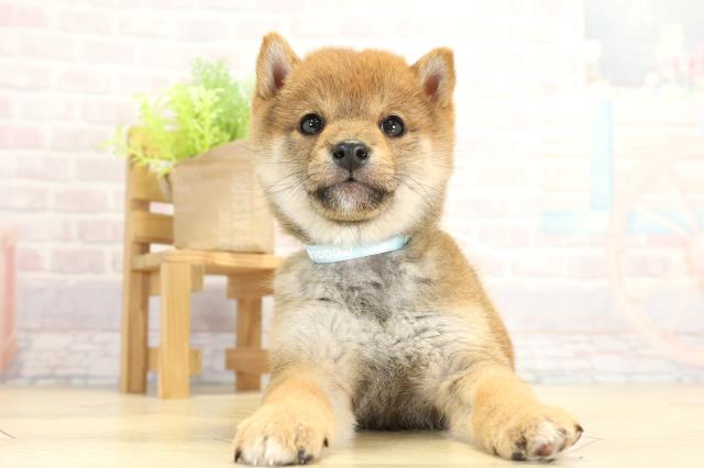 愛知県の豆柴 (Coo&RIKU東海一宮店/2025年11月11日生まれ/男の子/赤)の子犬の1枚目の画像