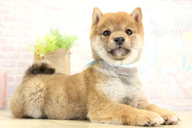 愛知県の豆柴 (Coo&RIKU東海一宮店/2025年11月11日生まれ/男の子/赤)の子犬の2枚目の画像