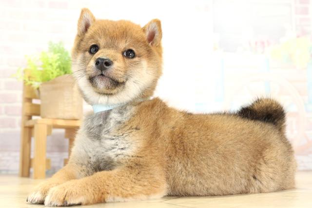 愛知県の豆柴 (Coo&RIKU東海一宮店/2025年11月11日生まれ/男の子/赤)の子犬の3枚目の画像