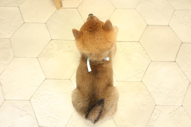 愛知県の豆柴 (Coo&RIKU東海一宮店/2025年11月11日生まれ/男の子/赤)の子犬の4枚目の画像