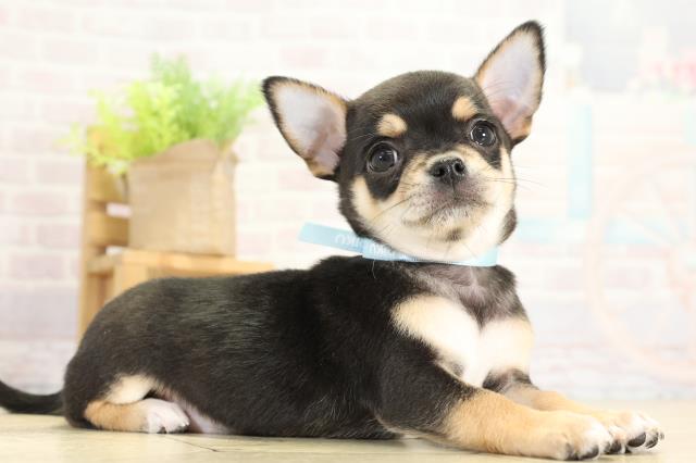 三重県のチワワ(スムース) (Coo&RIKU四日市店/2025年11月13日生まれ/男の子/ブラックタンホワイト)の子犬の2枚目の画像