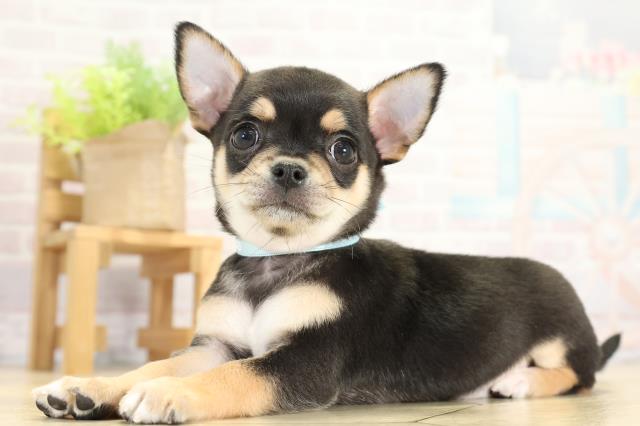 三重県のチワワ(スムース) (Coo&RIKU四日市店/2025年11月13日生まれ/男の子/ブラックタンホワイト)の子犬の3枚目の画像