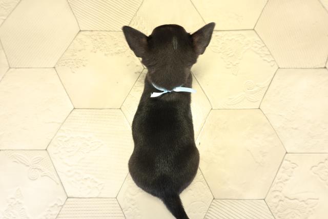 三重県のチワワ(スムース) (Coo&RIKU四日市店/2025年11月13日生まれ/男の子/ブラックタンホワイト)の子犬の4枚目の画像