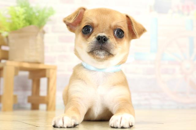 スムチ出品 関西でチワワ(スムースコート)の子犬を探す｜ブリーダーナビ