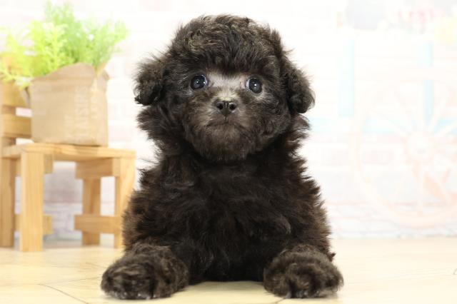 愛知県のトイプードル(トイ) (Coo&RIKU名古屋滝ノ水店/2025年11月14日生まれ/男の子/シルバー)の子犬の1枚目の画像