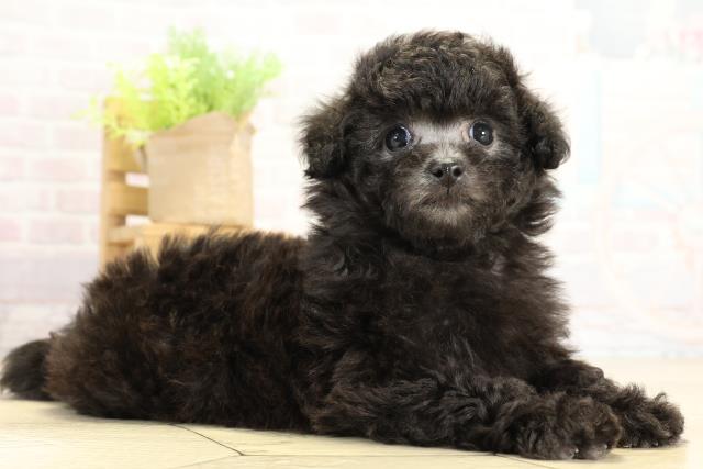 愛知県のトイプードル(トイ) (Coo&RIKU名古屋滝ノ水店/2025年11月14日生まれ/男の子/シルバー)の子犬の2枚目の画像