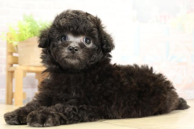 愛知県のトイプードル(トイ) (Coo&RIKU名古屋滝ノ水店/2025年11月14日生まれ/男の子/シルバー)の子犬の3枚目の画像