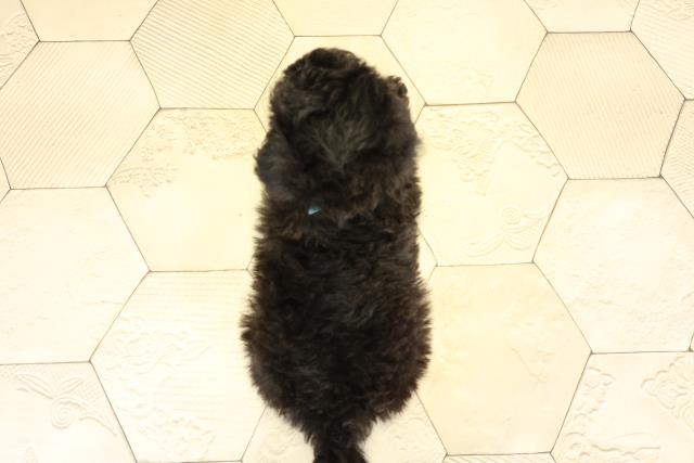 愛知県のトイプードル(トイ) (Coo&RIKU名古屋滝ノ水店/2025年11月14日生まれ/男の子/シルバー)の子犬の4枚目の画像