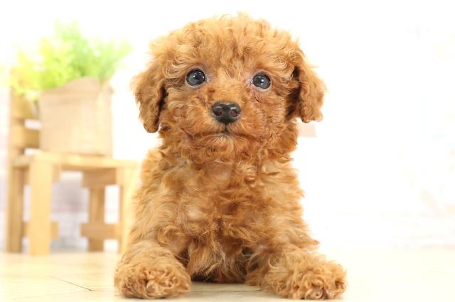 岐阜県のトイプードル(トイ) (Coo&RIKU岐阜店/2025年11月16日生まれ/女の子/レッド)の子犬