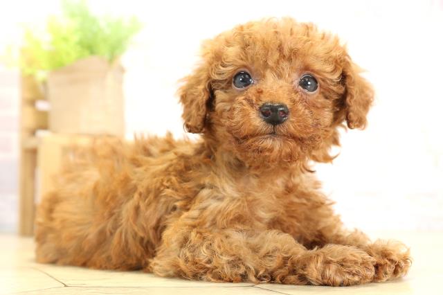 岐阜県のトイプードル(トイ) (Coo&RIKU岐阜店/2025年11月16日生まれ/女の子/レッド)の子犬の2枚目の画像