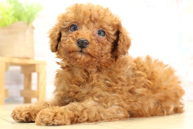 岐阜県のトイプードル(トイ) (Coo&RIKU岐阜店/2025年11月16日生まれ/女の子/レッド)の子犬の3枚目の画像