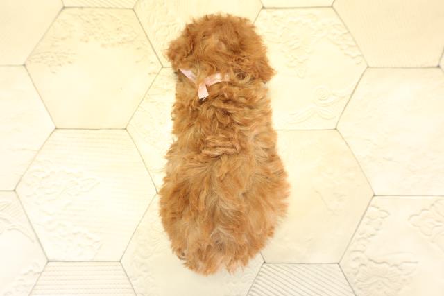 岐阜県のトイプードル(トイ) (Coo&RIKU岐阜店/2025年11月16日生まれ/女の子/レッド)の子犬の4枚目の画像
