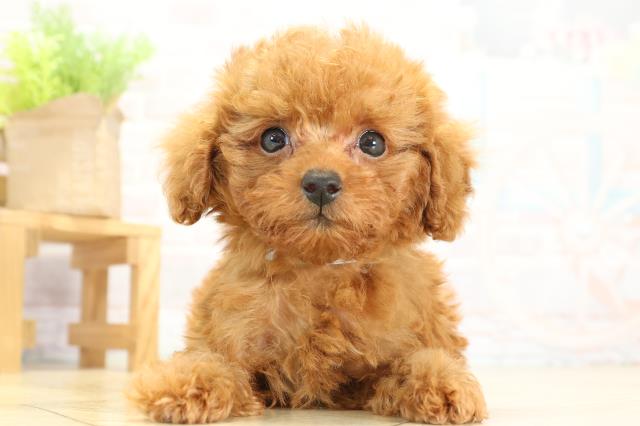 三重県のトイプードル(トイ) (Coo&RIKU四日市店/2025年11月14日生まれ/男の子/レッドフォーン)の子犬の1枚目の画像
