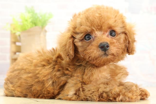 三重県のトイプードル(トイ) (Coo&RIKU四日市店/2025年11月14日生まれ/男の子/レッドフォーン)の子犬の2枚目の画像