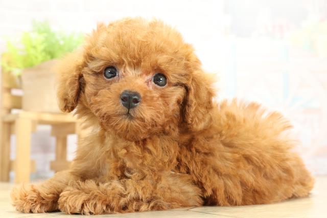 三重県のトイプードル(トイ) (Coo&RIKU四日市店/2025年11月14日生まれ/男の子/レッドフォーン)の子犬の3枚目の画像