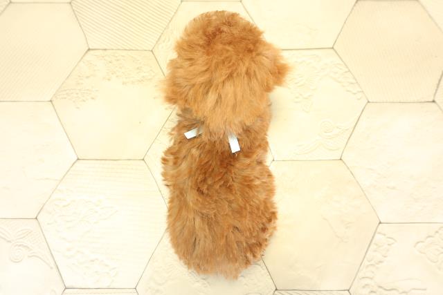 三重県のトイプードル(トイ) (Coo&RIKU四日市店/2025年11月14日生まれ/男の子/レッドフォーン)の子犬の4枚目の画像