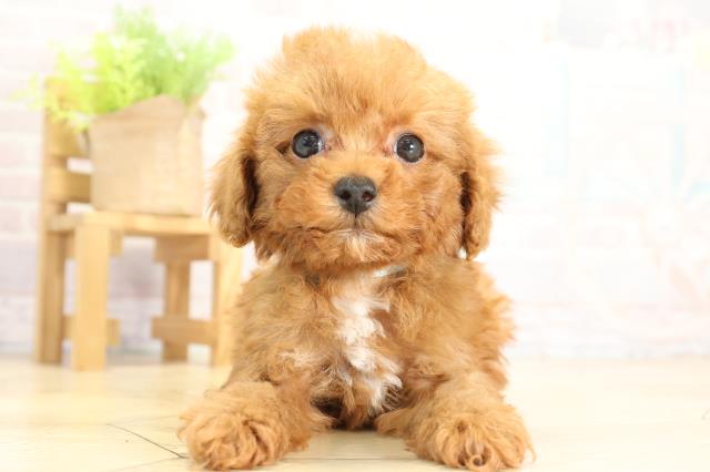 岐阜県のトイプードル(トイ) (Coo&RIKU岐南店/2025年11月14日生まれ/男の子/レッドフォーン)の子犬の1枚目の画像