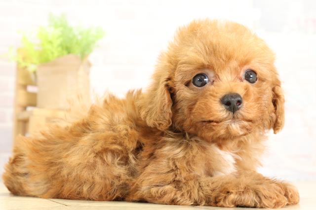 岐阜県のトイプードル(トイ) (Coo&RIKU岐南店/2025年11月14日生まれ/男の子/レッドフォーン)の子犬の2枚目の画像