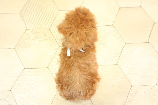 岐阜県のトイプードル(トイ) (Coo&RIKU岐南店/2025年11月14日生まれ/男の子/レッドフォーン)の子犬の4枚目の画像