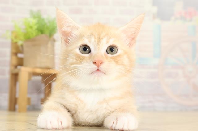 静岡県のマンチカン (Coo&RIKU静岡SBS通り店/2025年11月12日生まれ/男の子/レッドマッカレルタビー)の子猫の1枚目の画像