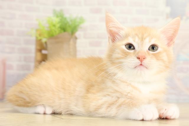 静岡県のマンチカン (Coo&RIKU静岡SBS通り店/2025年11月12日生まれ/男の子/レッドマッカレルタビー)の子猫の2枚目の画像