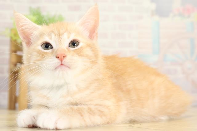 静岡県のマンチカン (Coo&RIKU静岡SBS通り店/2025年11月12日生まれ/男の子/レッドマッカレルタビー)の子猫の3枚目の画像