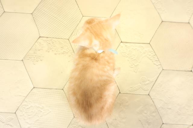 静岡県のマンチカン (Coo&RIKU静岡SBS通り店/2025年11月12日生まれ/男の子/レッドマッカレルタビー)の子猫の4枚目の画像