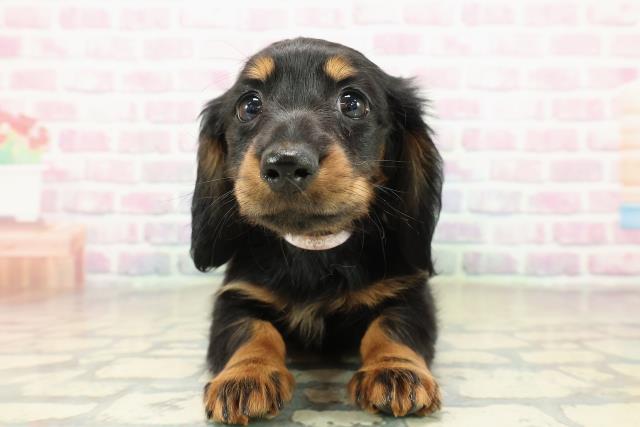 千葉県のミニチュアダックスフンド(ロング) (Coo&RIKU南柏店/2025年11月13日生まれ/女の子/ブラックタン)の子犬の1枚目の画像