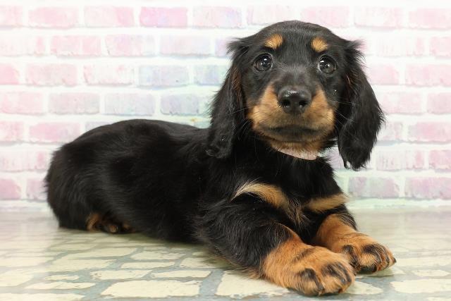 千葉県のミニチュアダックスフンド(ロング) (Coo&RIKU南柏店/2025年11月13日生まれ/女の子/ブラックタン)の子犬の3枚目の画像