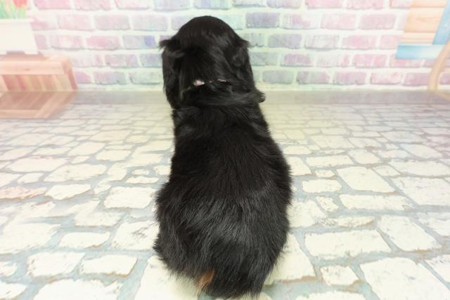 千葉県のミニチュアダックスフンド(ロング) (Coo&RIKU南柏店/2025年11月13日生まれ/女の子/ブラックタン)の子犬の4枚目の画像