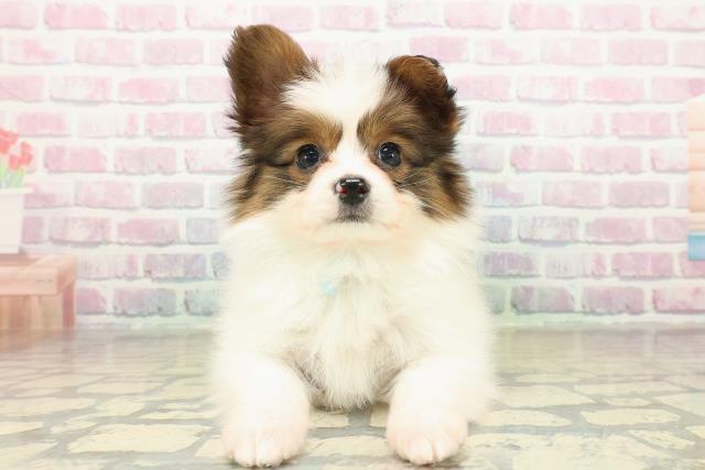 千葉県のパピヨン (Coo&RIKUアクロスモール新鎌ケ谷店/2025年11月14日生まれ/男の子/ホワイトブラウン)の子犬の1枚目の画像