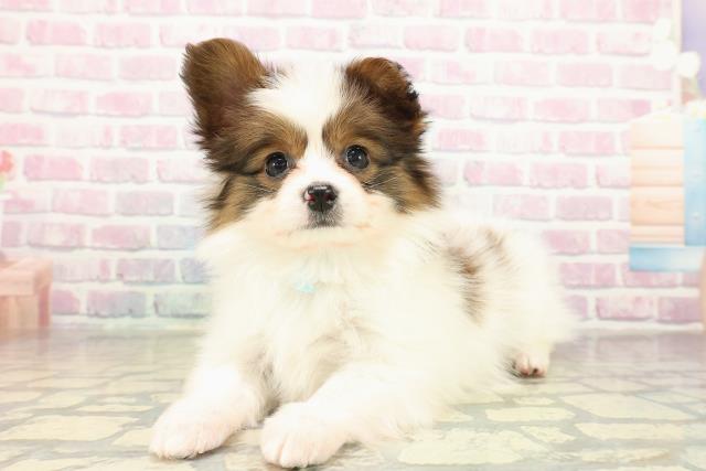 千葉県のパピヨン (Coo&RIKUアクロスモール新鎌ケ谷店/2025年11月14日生まれ/男の子/ホワイトブラウン)の子犬の2枚目の画像