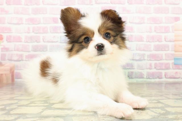 千葉県のパピヨン (Coo&RIKUアクロスモール新鎌ケ谷店/2025年11月14日生まれ/男の子/ホワイトブラウン)の子犬の3枚目の画像