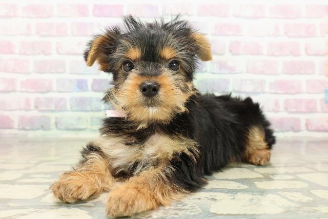 千葉県のヨークシャーテリア (Coo&RIKUフレスポ稲毛店/2025年11月14日生まれ/女の子/スチールブルータン)の子犬の2枚目の画像